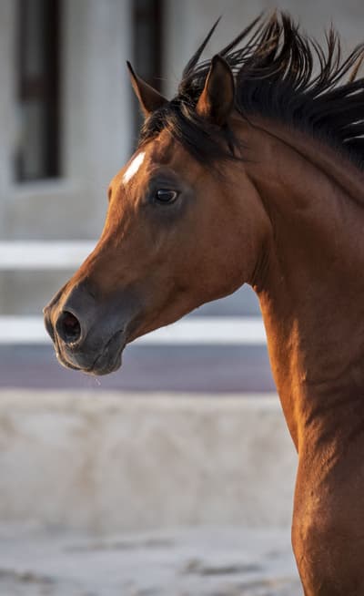Les écuries Al Shaqab