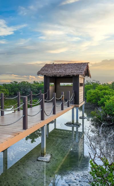 Les mangroves d'Al Thakira