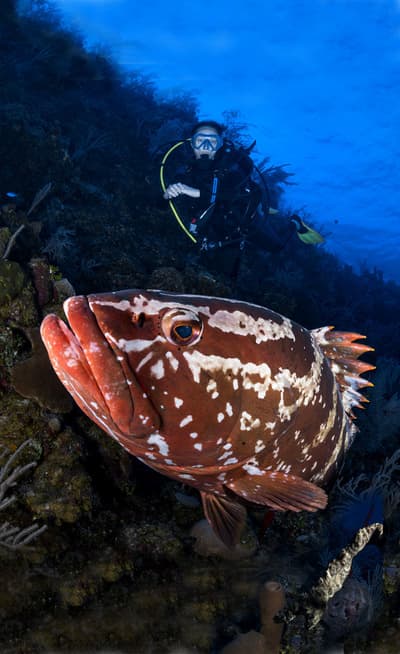 Groupers