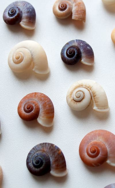 Musée international du coquillage