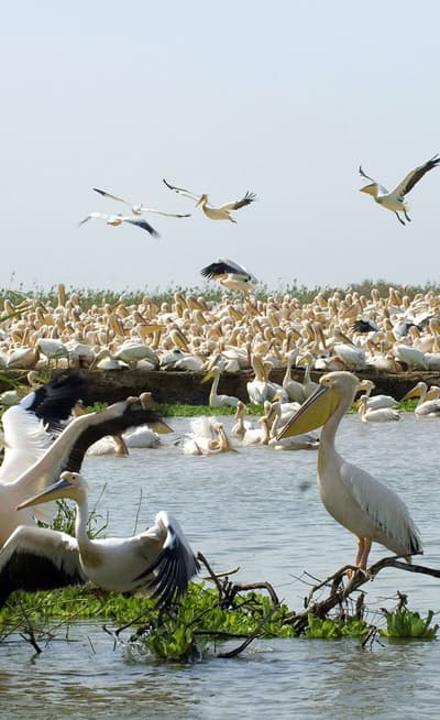 Parc national du Djoudj