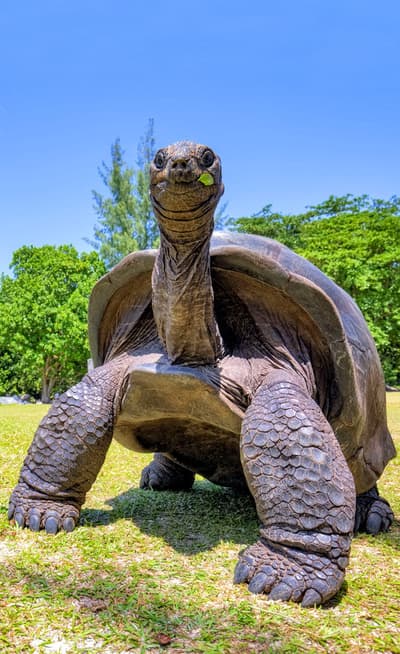 Aldabra