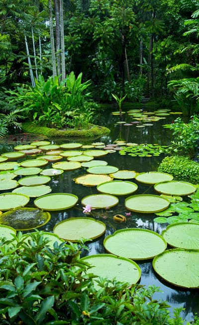 Le Jardin botanique
