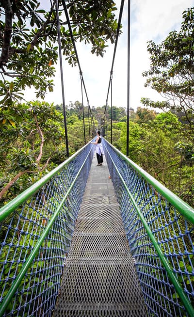 MacRitchie Reservoir Park