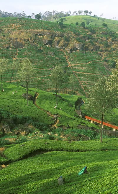 Les Hauts plateaux