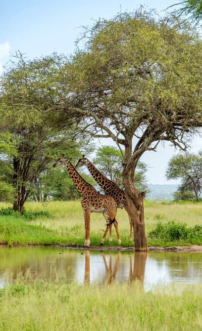 Le Parc National du Tarangire