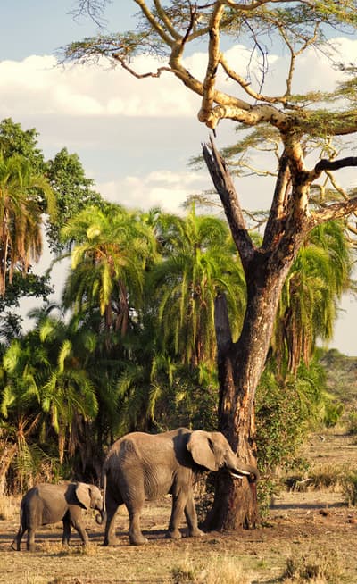 Le Parc National du Serengeti