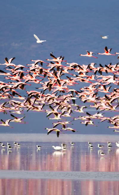 Le lac Manyara