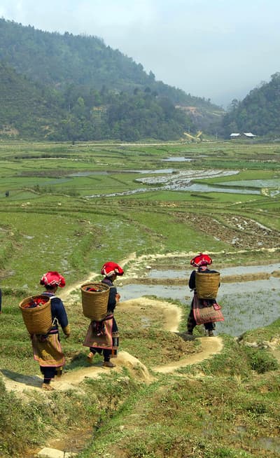 Sapa