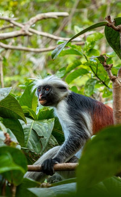 Le Parc National de Jozani