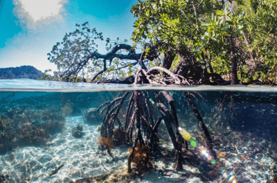 Excursions dans les mangroves