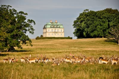 Le parc des cerfs Dyrehaven