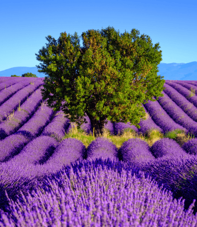 Le Plateau de Valensole