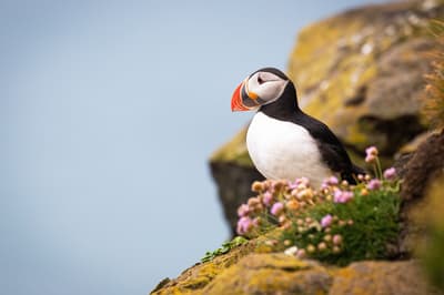 Observation des baleines et des oiseaux marins