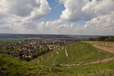 Les vignobles de Radebeul