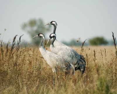 Le Parc national de Hortobagyi