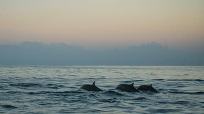 Sortie en bateau pour observer les dauphins