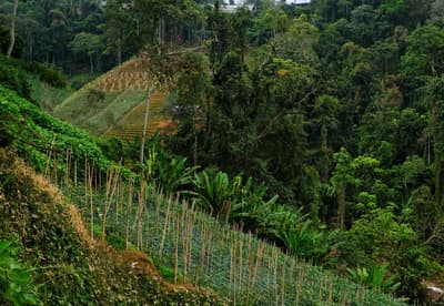 Cameron Highlands
