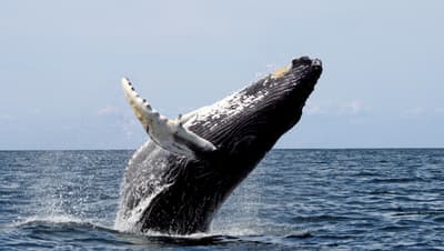 Observer les baleines à bosse