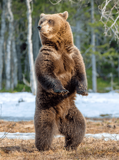 Rencontrer des ours bruns