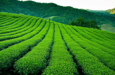Les plantations de thé