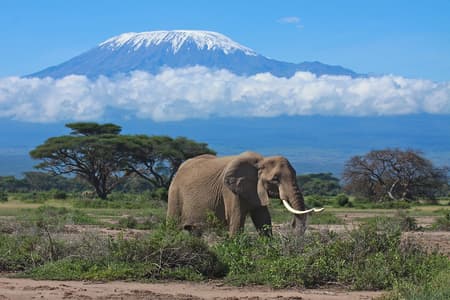 Souvenirs du Kilimandjaro